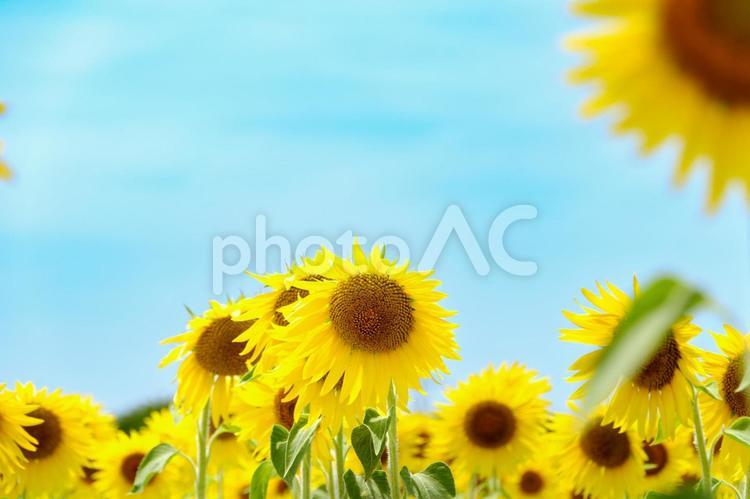夏空に映えるひまわりのアップショット 向日葵,夏,7月の写真素材