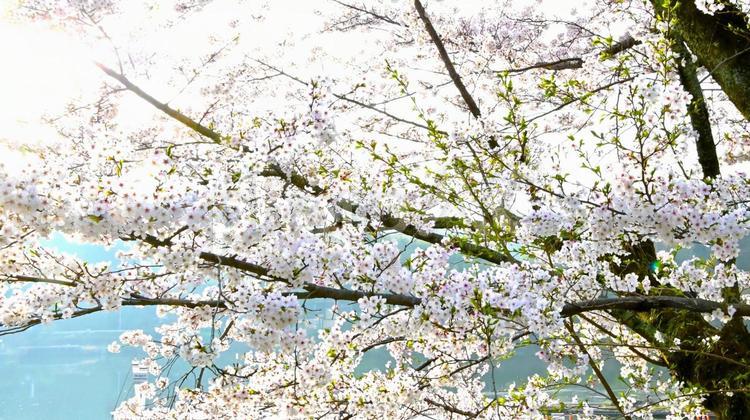 早朝の美しい桜風景 桜,ソメイヨシノ,満開の写真素材