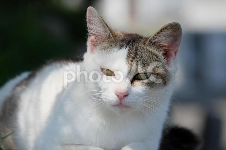 　日差しの中のネコ ネコ,猫,ねこの写真素材