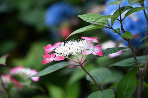思わず撮ったくれない(紅)あじさい 思わず撮ったくれない(紅)あじさいの写真