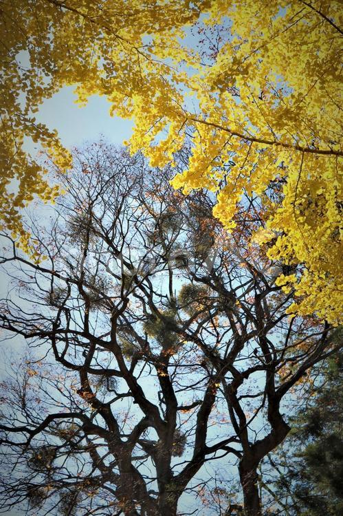 紅葉と宿り木　ポストカード 秋,秋の風景,オレンジ色の写真素材