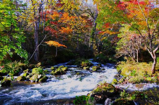北海道 阿寒川 紅葉 北海道 阿寒川 紅葉 川,阿寒川,紅葉の写真素材