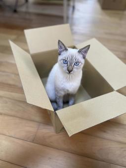 ダンボールと猫 ダンボールと猫の写真