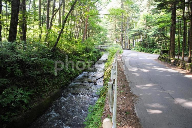 軽井沢ささやきの小径 長野県,軽井沢町,旧軽井沢の写真素材