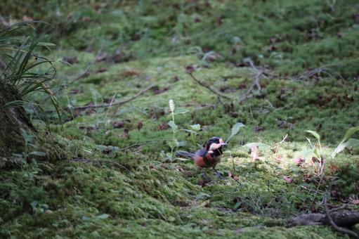緑の苔の上の1羽のヤマガラ 緑の苔の上の1羽のヤマガラの写真