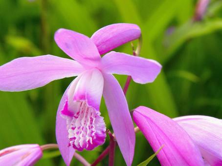 シランの花_03 シランの花_03の写真