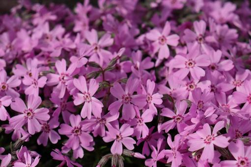 芝桜 芝桜の写真
