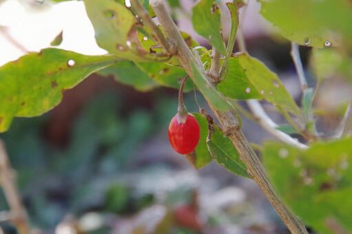 クコの実 クコ,実,赤色の写真素材