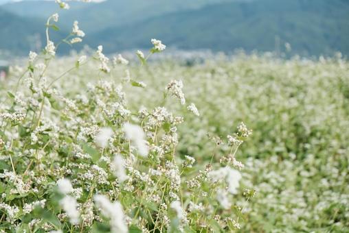 蕎麦の花畑2 蕎麦の花畑2 蕎麦の花,ソバの花,ソバの写真素材