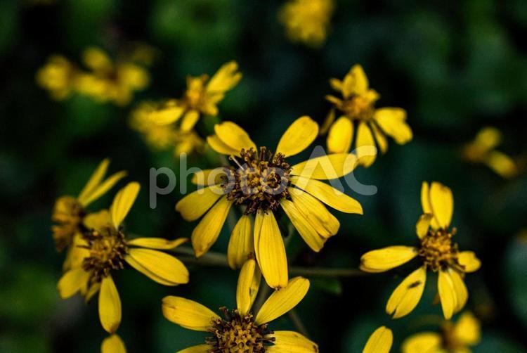 ★＜五島の風景＞鐙瀬のツワブキの花 花,植物,ツワブキの写真素材