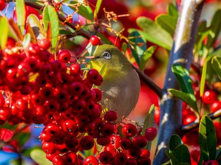 Pyracantha and Japanese White-eye, JPG Pyracantha and Japanese White-eye, JPG