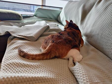 かわいい後ろ姿の猫 猫,ねこ,三毛猫の写真素材