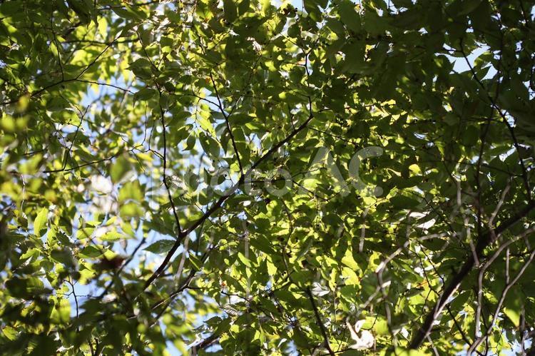 木漏れ日 木漏れ日,背景素材,木の写真素材