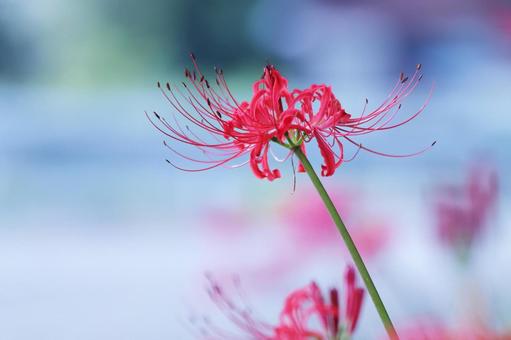 Red spider lily, JPG Red spider lily, JPG