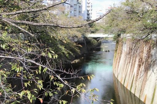 Photo, kanda river, cherry blossoms, bridge, 