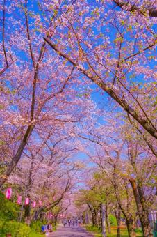 辰巳の森緑道公園の桜 辰巳の森緑道公園の桜 辰巳の森緑道公園,桜,桜並木の写真素材