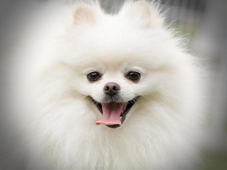 Pomeranian face, JPG Pomeranian face, JPG