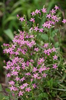 可愛いハナハマセンブリの花 可愛いハナハマセンブリの花 ハナハマセンブリ,花,花びらの写真素材