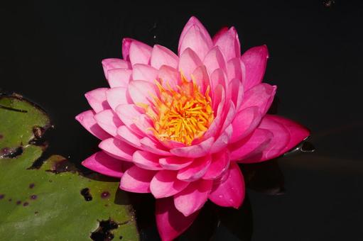 Photo, early summer, flower, water lily, 