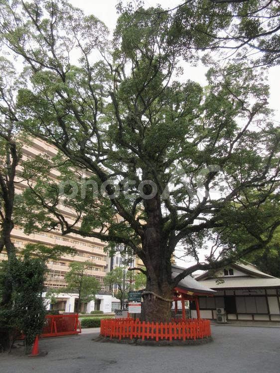 荒田八幡宮「クスノキ」 荒田八幡宮,神社,八幡様の写真素材