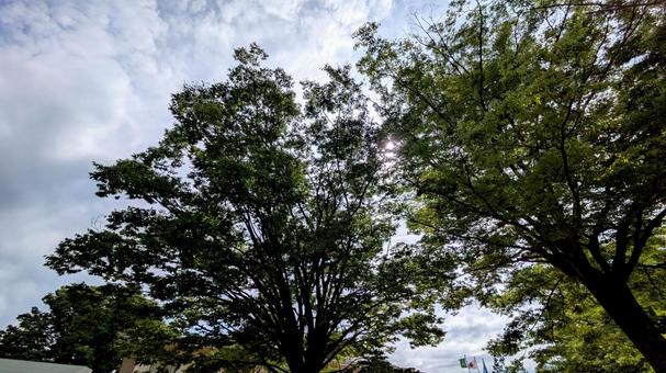木々の間からこぼれる日差し 木々の間からこぼれる日差し 空,自然,木の写真素材