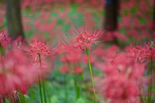 彼岸花 彼岸花の写真