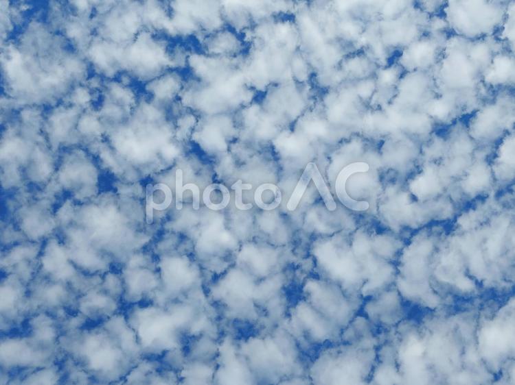 初夏のうろこ雲 うろこ雲,巻積雲,雲の写真素材