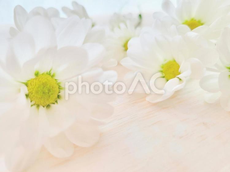 花の背景　白い花　マム 白い花,菊,花の写真素材