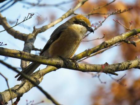 枝に留まるモズのオス 枝に留まるモズのオス モズ,百舌,鳥の写真素材