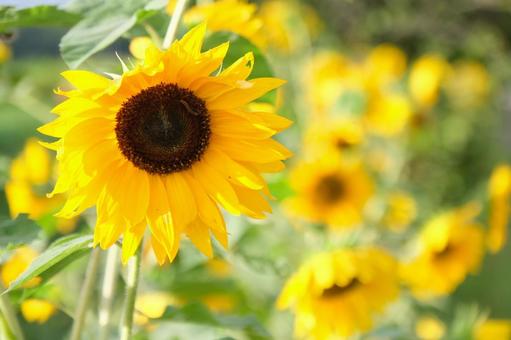 向日葵 向日葵,ひまわり,ヒマワリの写真素材