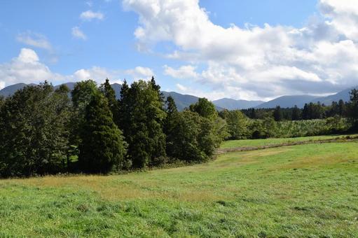 スギの木 針葉樹林の写真