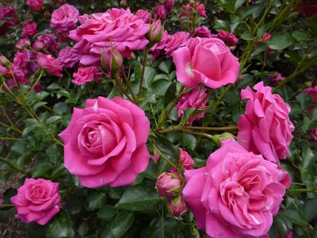 ローズガーデンの花11 ローズガーデンの花11 バラ,花フェスタ記念公園,ぎふワールド・ローズガーデンの写真素材