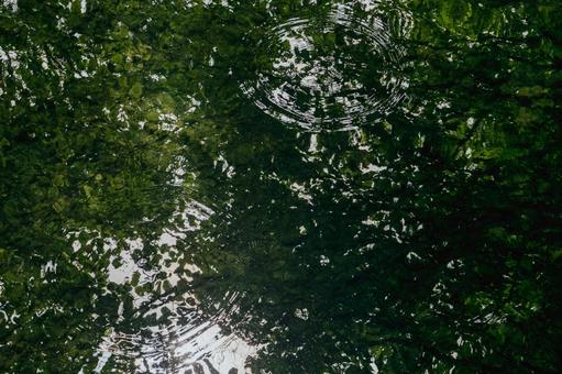 Photo, lake, water surface, the trees, 
