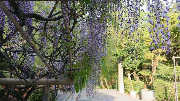 藤 藤,藤棚,空の写真素材