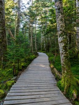 白駒の森 白駒池,カギカモジゴケ,北八ヶ岳の写真素材