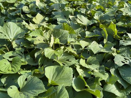 家庭菜園のサツマイモ畑 さつまいも,さつまいも畑,家庭菜園の写真素材