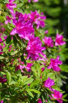 azalea, JPG azalea, JPG