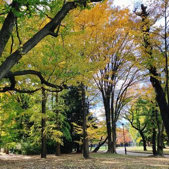 紅葉の始まり 紅葉,自然,緑の写真素材