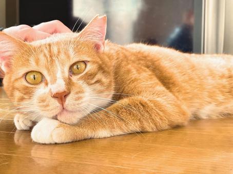 Relaxing brown tabby cat, JPG