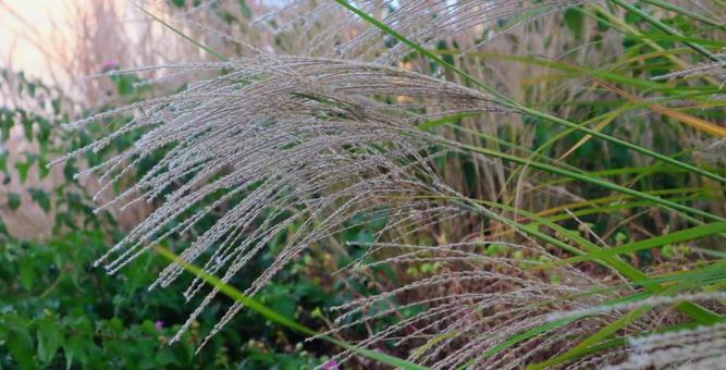 悔いなき青春 花,flower,自然の写真素材