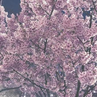 桜3 桜3の写真