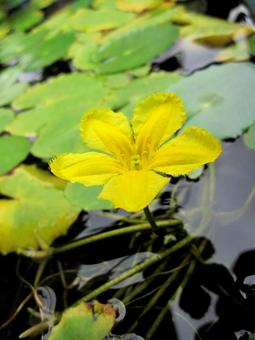 アサザ・浅沙　マクロの写真