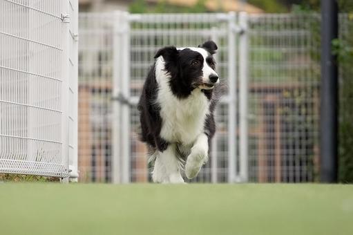 ボーダーコリーのポートレート 犬,ボーダーコリー,ペットの写真素材