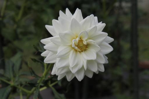 ダリア・天竺牡丹 ダリア・天竺牡丹 ダリア,クローズアップ,球根植物の写真素材