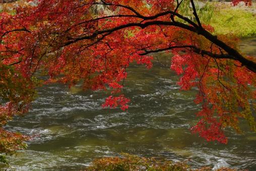 背景に合う紅葉と清流 背景に合う紅葉と清流 香嵐渓,秋,紅葉の写真素材