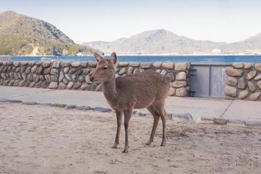 Deer of Miyajima in Aki, JPG