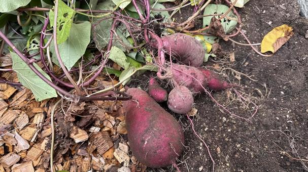 家庭菜園で掘り出したさつま芋 さつま芋,芋,芋ほりの写真素材