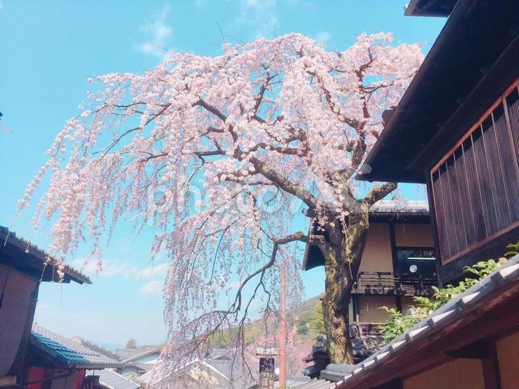 しだれ桜 しだれ,ビル,伝統的なの写真素材