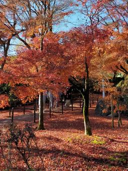 紅葉 紅葉,秋,葉っぱの写真素材