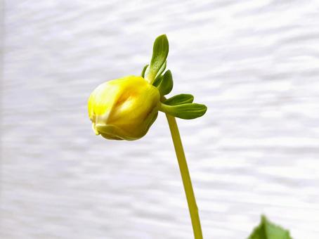 ダリアの花の膨らんだ蕾１２ ダリア,蕾,ふくらんだの写真素材